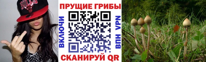 Галлюциногенные грибы Psilocybine cubensis  Красногорск 